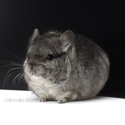 Feature Image for Dwarf and Mini Chinchillas